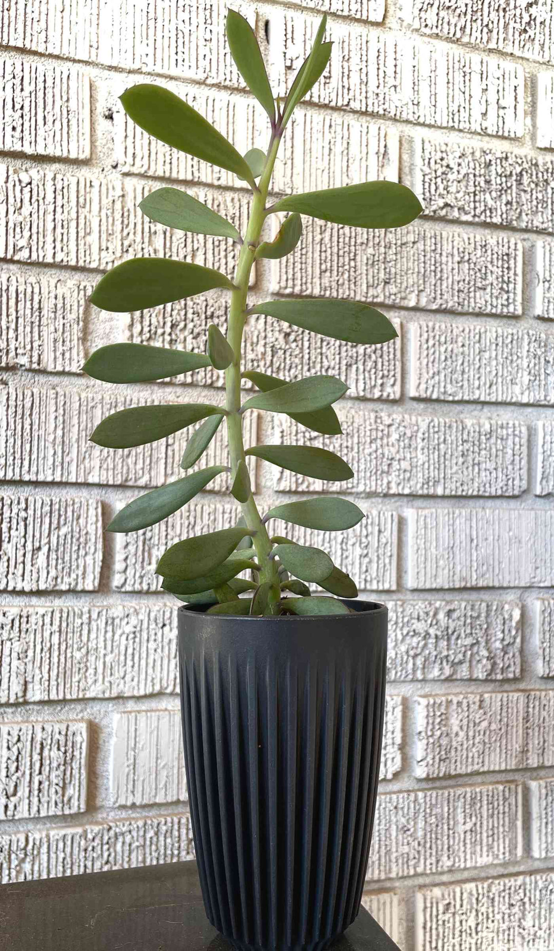 HuskeeCup and lid in charcoal color, shown repurposed as a planter with succulent and whitewashed brick in background.